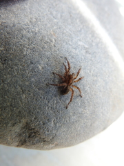 Arctosa personata