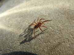 Arctosa personata