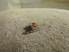 Arctosa personata