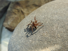 Arctosa personata
