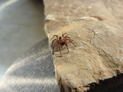 Arctosa personata