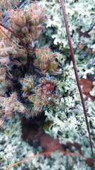 Trichodiadema marlothii