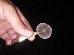 Fungi