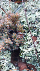 Trichodiadema marlothii