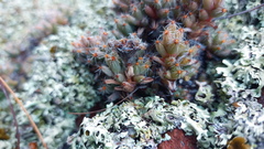 Trichodiadema marlothii