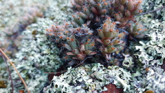 Trichodiadema marlothii