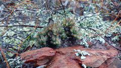 Trichodiadema marlothii