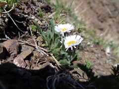 Erigeron leptopetalus