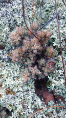 Trichodiadema marlothii