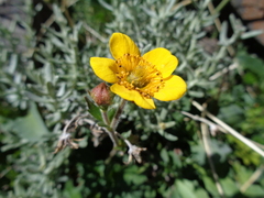 Geum magellanicum