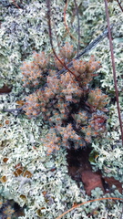 Trichodiadema marlothii