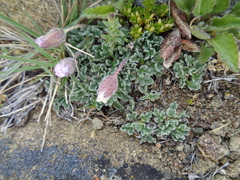 Lecanophora subacaulis