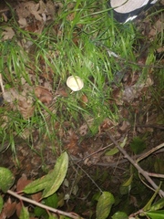 Fungi