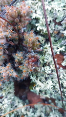 Trichodiadema marlothii