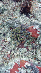 Trichodiadema marlothii