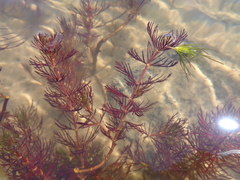 Myriophyllum quitense