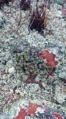 Trichodiadema marlothii