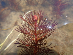 Myriophyllum quitense