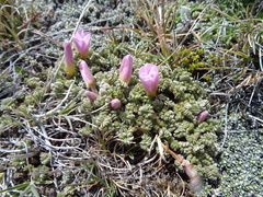 Oxalis enneaphylla
