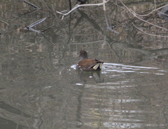Gallinula chloropus
