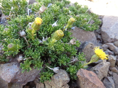 Senecio tricuspidatus