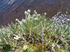 Culcitium dasyphyllum
