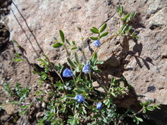 Vicia magellanica