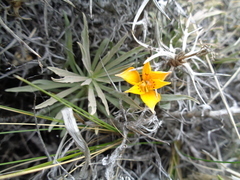 Alstroemeria patagonica