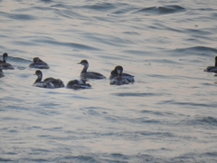 Podiceps nigricollis