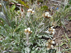 Antennaria chilensis