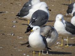 Larus crassirostris