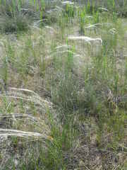 Stipa borysthenica