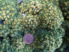 Azorella valentini