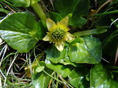 Caltha sagittata
