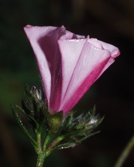 Convolvulus cantabrica image