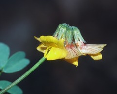 Hippocrepis multisiliquosa