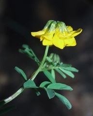 Hippocrepis multisiliquosa