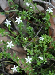 Orianthera serpyllifolia serpyllifolia