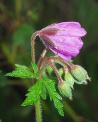 Geranium atlanticum