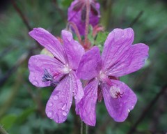 Geranium atlanticum