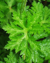 Geranium atlanticum