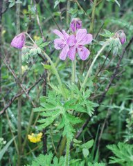 Geranium atlanticum