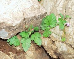 Erodium chium