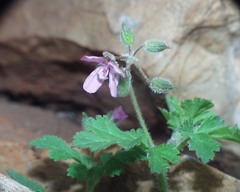 Erodium chium