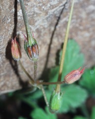 Erodium chium