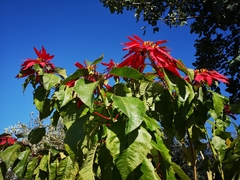 Euphorbia pulcherrima
