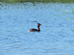 Podiceps cristatus