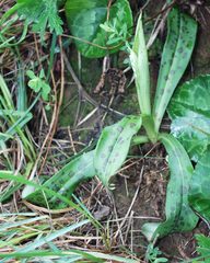 Orchis patens