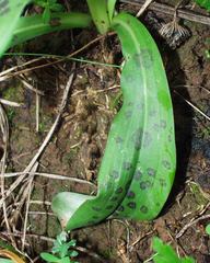 Orchis patens