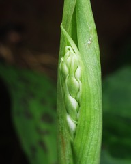 Orchis patens